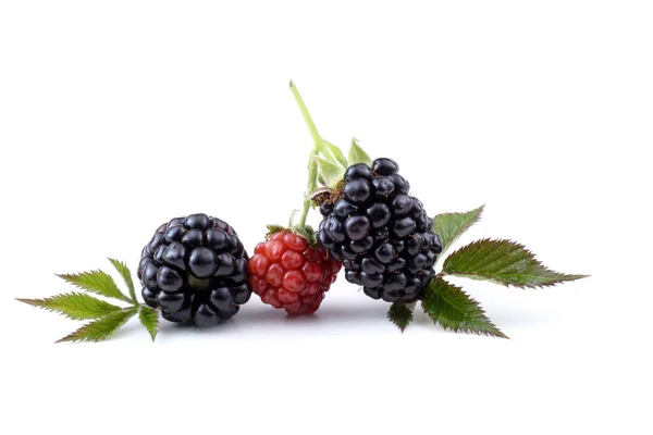 Ripe Unripe Blackberries White Background — Stock Photo, Image