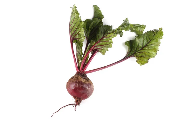 Close Beets Harvest — Stock Photo, Image