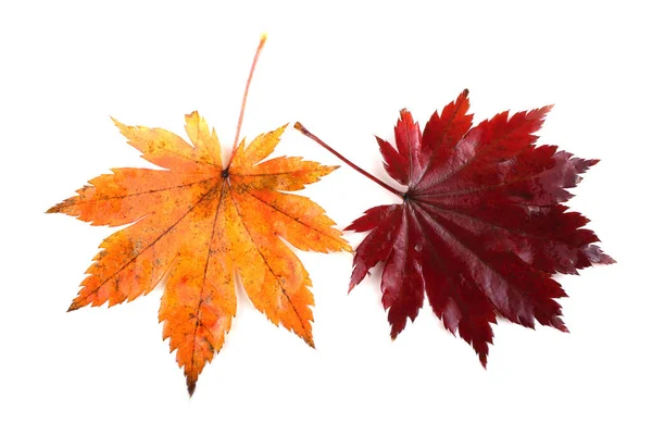 Herbst Blätter Isoliert Auf Weißem Hintergrund — Stockfoto