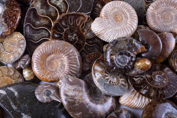 Ammonit Arka Planı Farklı Ammonit Çeşitleri — Stok fotoğraf