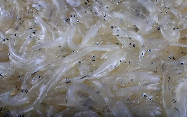 Pesce Ghiaccio Giapponese Salangichthys Microdon — Foto Stock