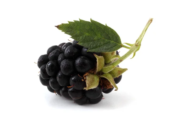 Blackberry White Background — Stock Photo, Image