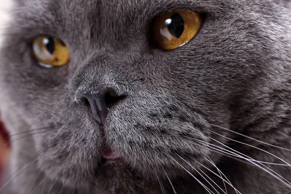 Krásný Britský Kočičí Portrét — Stock fotografie