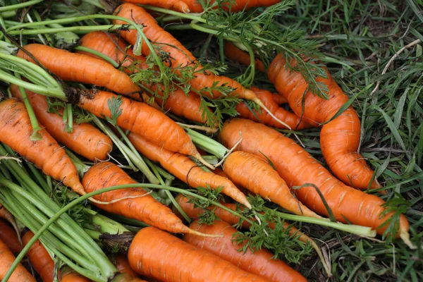Морковь Поле Сельское Хозяйство — стоковое фото