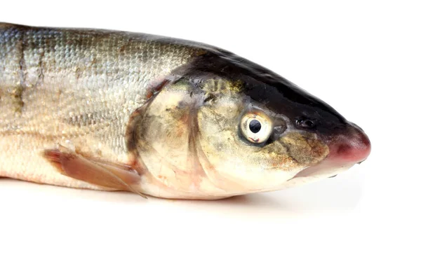 Pinna Rossa Del Pacifico Isolata Bianco — Foto Stock