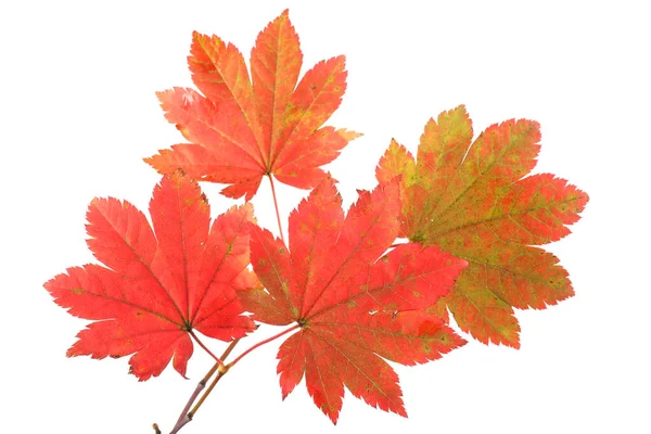 Herbst Blätter Isoliert Auf Weißem Hintergrund — Stockfoto