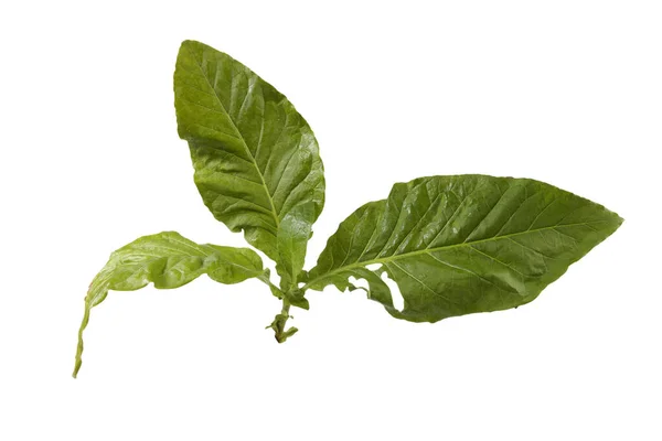 Tabáková Rostlina Izolovaná Bílém — Stock fotografie