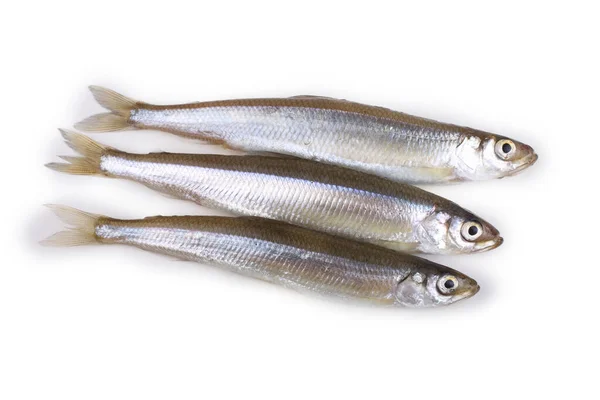 Asian Smelt Fish Isolated White — Stock Photo, Image