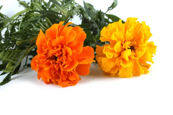 Fiori Calendula Isolati Sfondo Bianco — Foto Stock