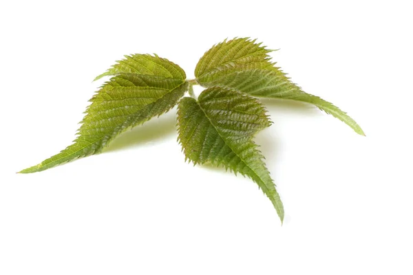 Green Leaves Isolated White Background — Stock Photo, Image