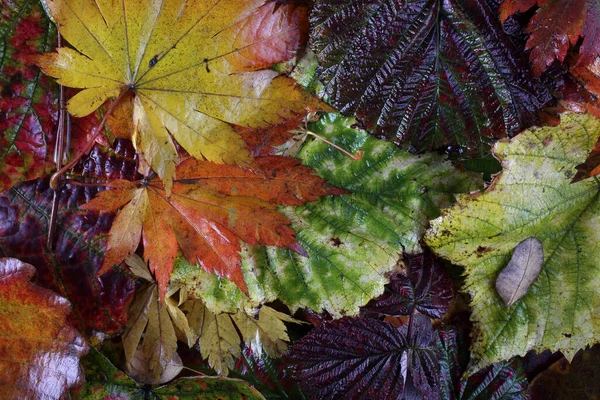 Gros Plan Des Feuilles Automne Tombées — Photo