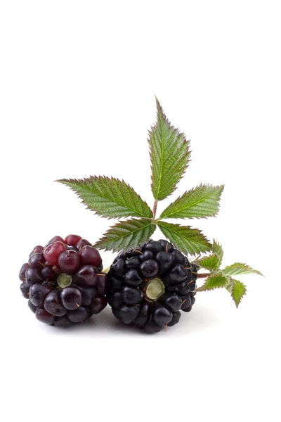 Fresh Blackberry Harvest Close — Stock Photo, Image