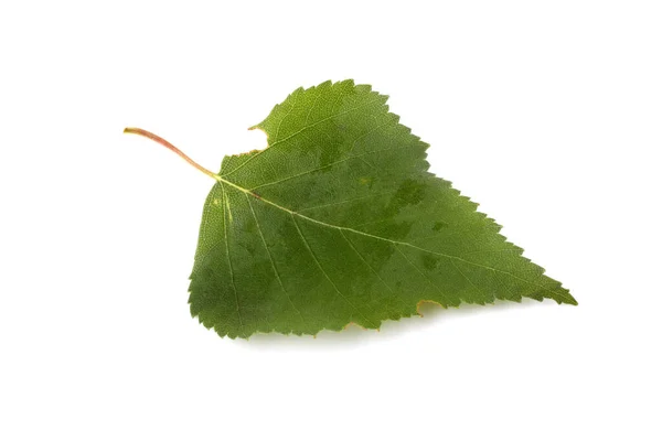 Folhas Verdes Isoladas Sobre Fundo Branco — Fotografia de Stock