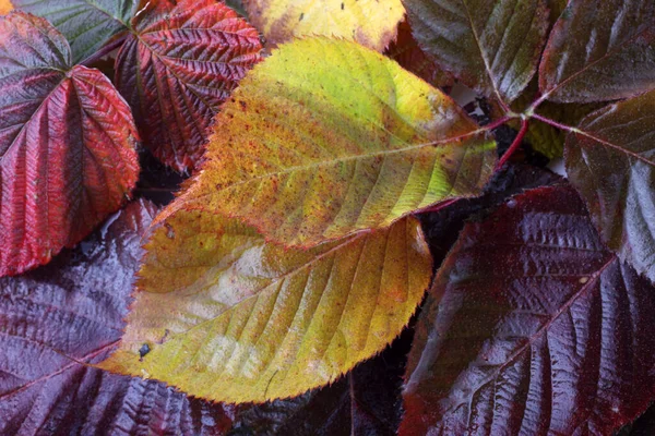 Close Van Gevallen Herfstbladeren — Stockfoto