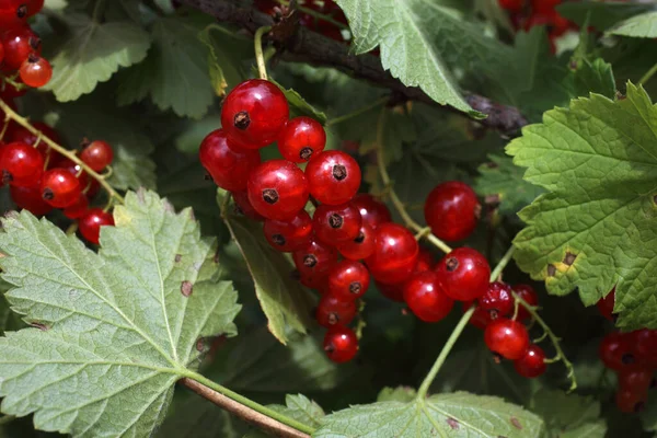 Close Ripe Fresh Currant Harvest — Stock Photo, Image