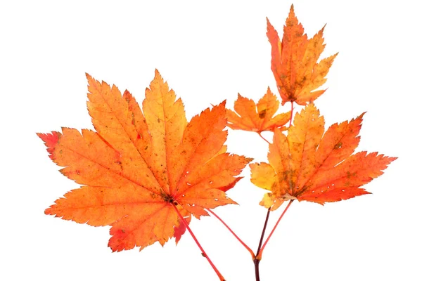 Herbst Blätter Isoliert Auf Weißem Hintergrund — Stockfoto