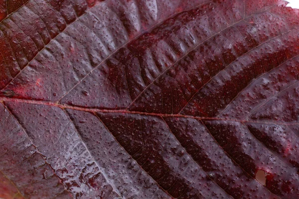 秋の紅葉マクロ撮影 背景色 — ストック写真