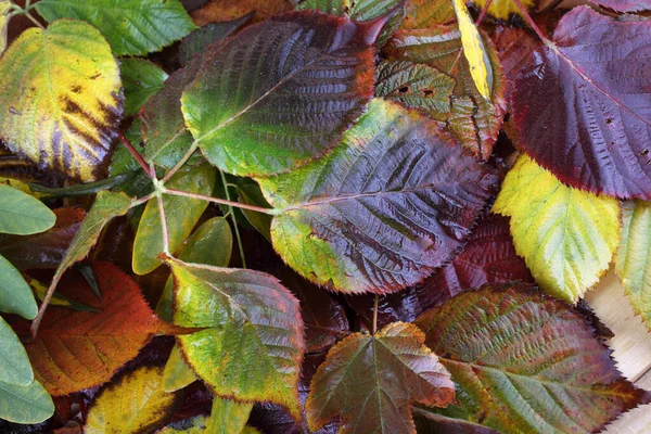 Nahaufnahme Von Herbstblättern Texturierter Hintergrund — Stockfoto