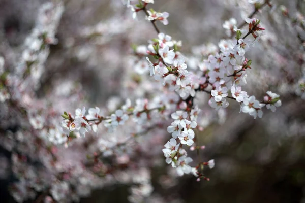 Nanking Cherry Blossom Sakura — Stock fotografie