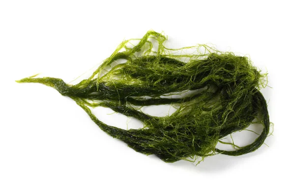 Green Alga Isolated White — Stock Photo, Image