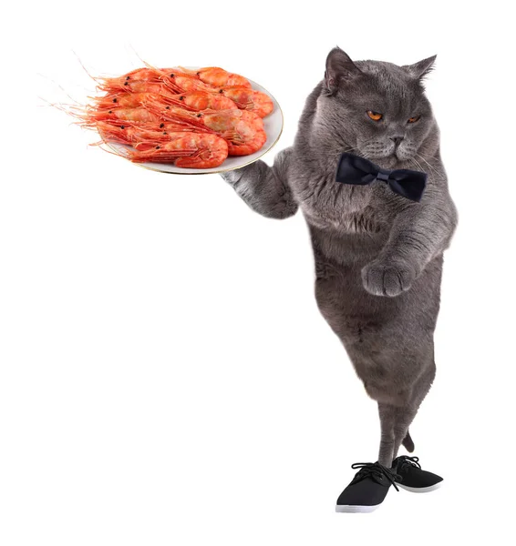 Drôle Serveur Chat Est Tenue Crevettes — Photo