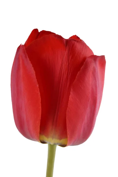 Merah Tumbuh Tulip Terisolasi Pada Putih — Stok Foto
