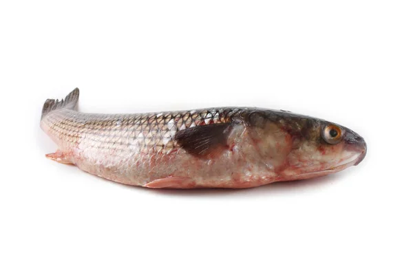 Pelengas Iuy Mullet — Stock Photo, Image