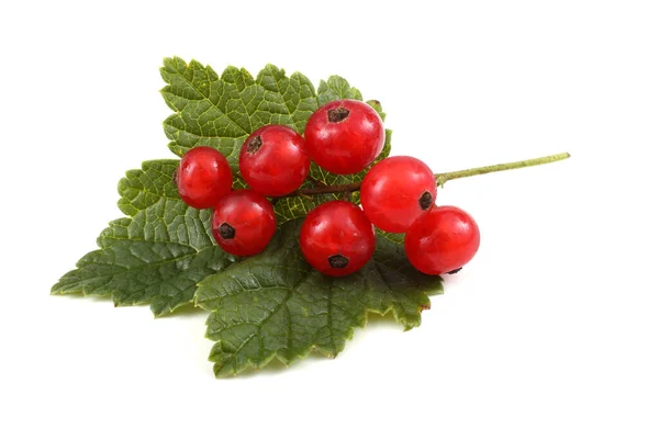 Rote Johannisbeeren Isoliert Auf Weißem Hintergrund — Stockfoto