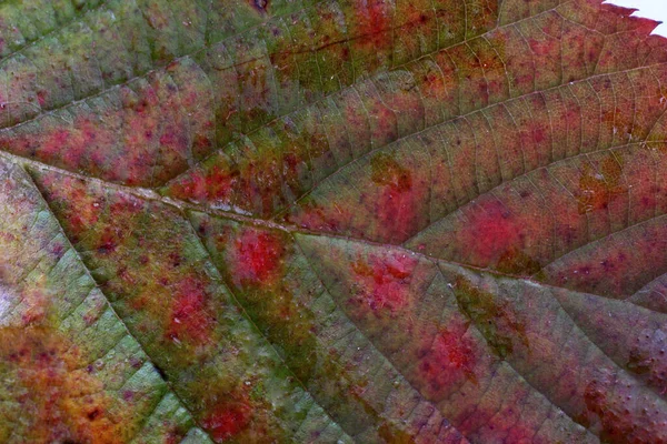 Herbstblatt Makroschuss Texturierter Hintergrund — Stockfoto