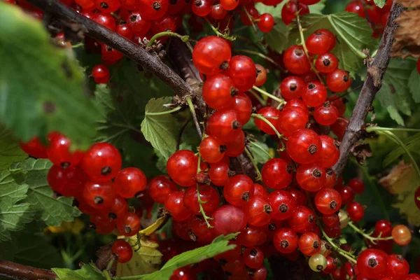 Red Currant Garden — Stock Photo, Image