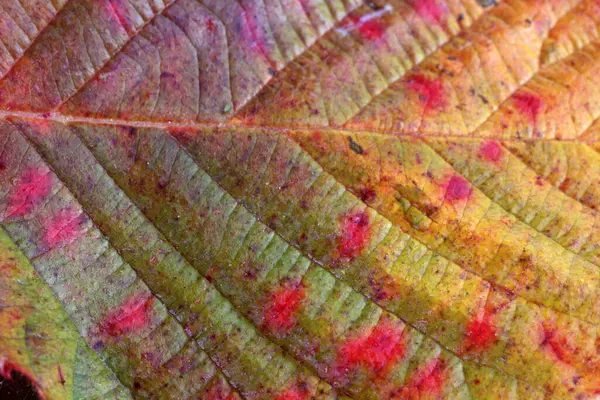 Gros Plan Des Feuilles Brillantes Automne — Photo