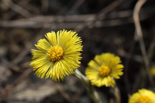 Büyüyen Coltsfoot Tussilago Farfara — Stok fotoğraf