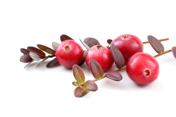 Tutup Dari Cranberry Asam Segar — Stok Foto