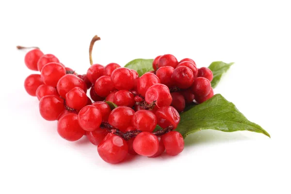 Schisandra Chinensis Απομονωμένο Λευκό — Φωτογραφία Αρχείου