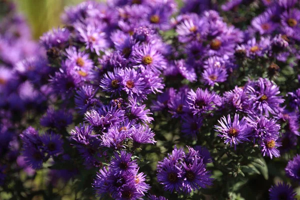Violette Chrysanten Bloeien Herfstbloemen — Stockfoto