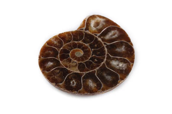 Ammonite Moitié Isolée Sur Blanc — Photo