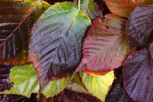 Primer Plano Las Hojas Otoño Fondo Texturizado —  Fotos de Stock