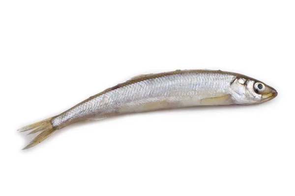 Asian Smelt Fish Isolated White — Stock Photo, Image