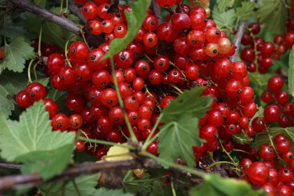 Close Ripe Fresh Currant Harvest — Stock Photo, Image