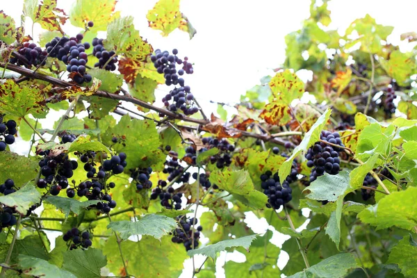 Growing Black Wine Grape Harvest — Stock Photo, Image