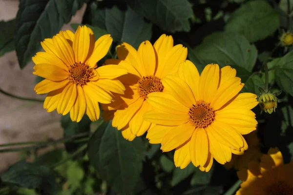 Crescer Flores Heliopse Feche Acima — Fotografia de Stock