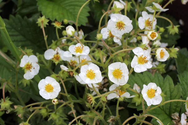 Strawberry Blossom Flowers Buds — Stock Photo, Image