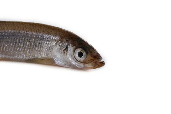 Aziatische Smelt Vis Geïsoleerd Wit — Stockfoto