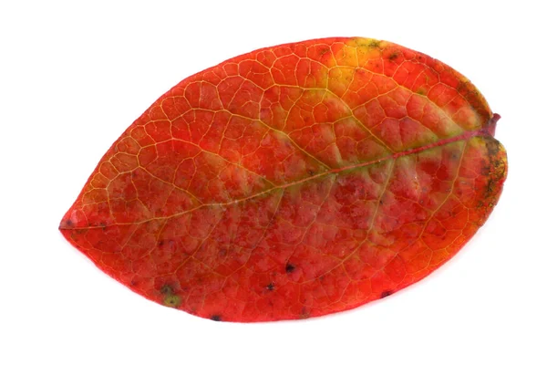 Hoja Arándano Otoño Aislada Blanco — Foto de Stock