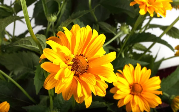 素晴らしい開花の花の終わり — ストック写真