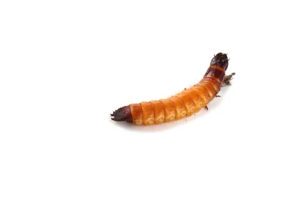 Wireworm Izolowany Białym — Zdjęcie stockowe