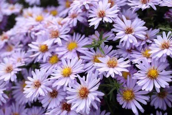 Close Van Verbazingwekkende Bloeiende Bloemen — Stockfoto