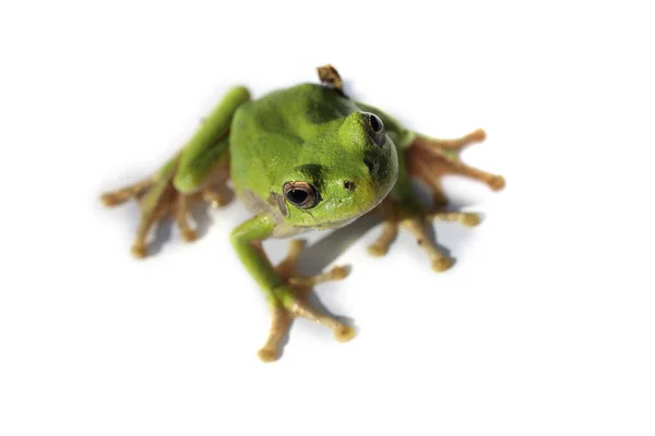 Grenouille Verte Isolée Sur Blanc Hyla Japonica — Photo