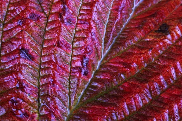 Macro Shot Feuilles Automne — Photo