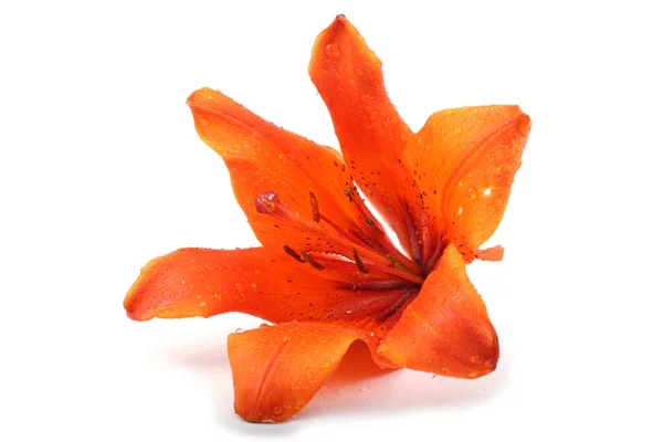 Close Flor Florescendo Incrível — Fotografia de Stock